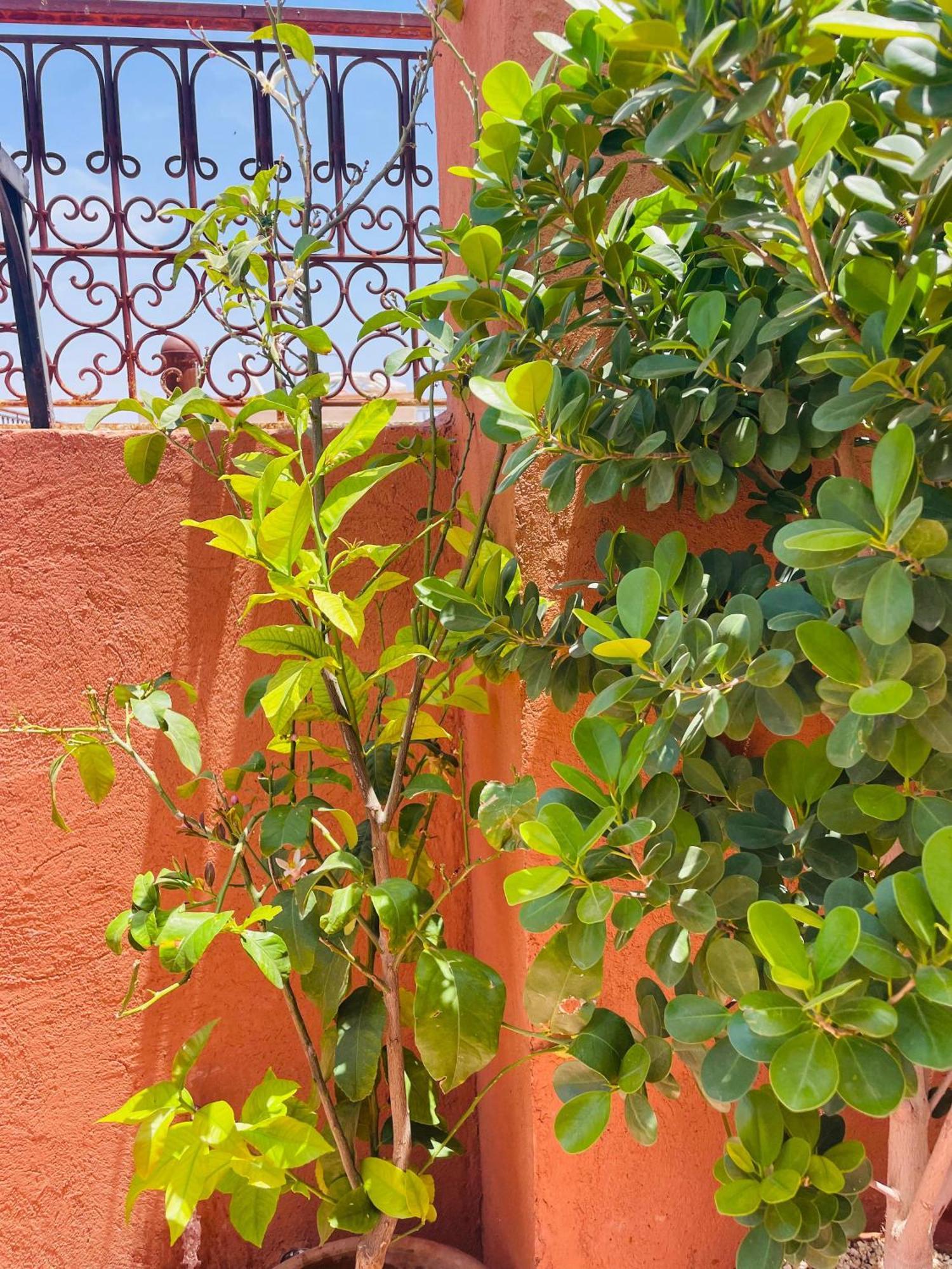 Riad Ms Holidays Terrasse Privatise Marrakech Marrákes Kültér fotó